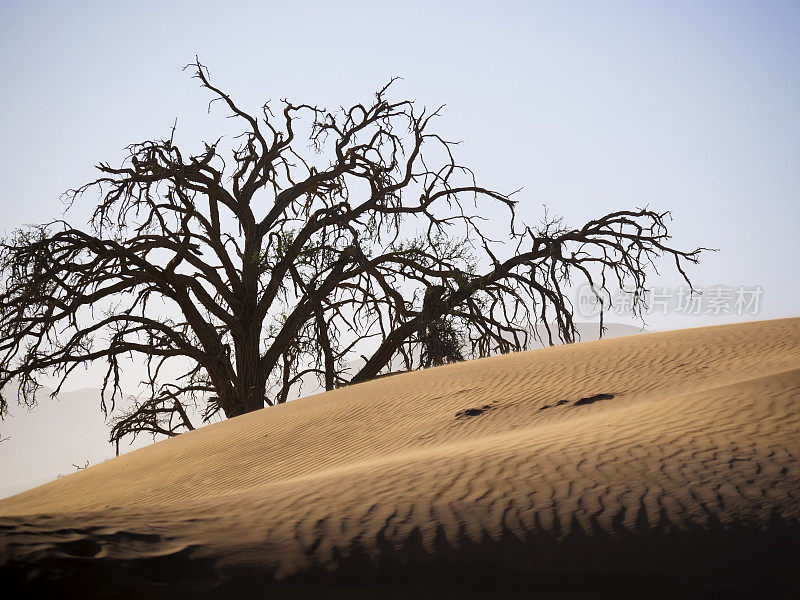 Sossusvlei和Deadvlei -世界上最高的沙丘namib Naukluft, Sossusvlei /纳米比亚